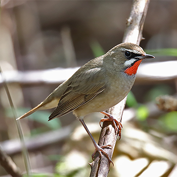 Siberian Rubythroat