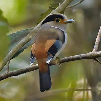 Silver-breasted Broadbill