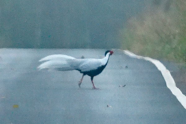Silver Pheasant