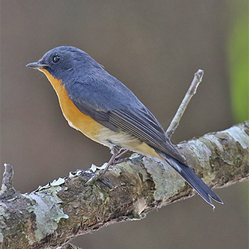 Slaty-backed Flycatcher