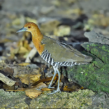 Slaty-legged Crake
