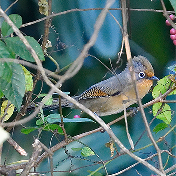 Spectacled Barwing