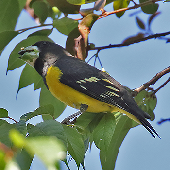 Spot-winged Grosbeak