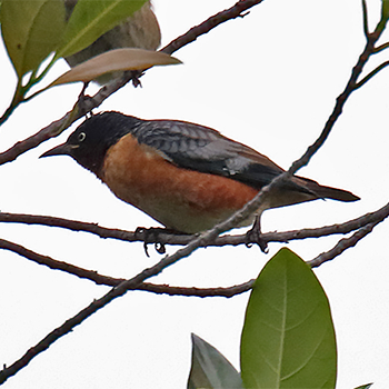 Spot-winged Starling