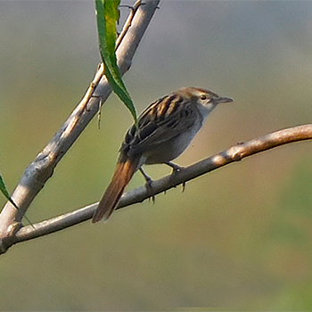 Striated Grassbird