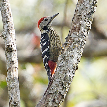 Stripe-breasted Woodpecker