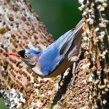 Velvet-fronted Nuthatch