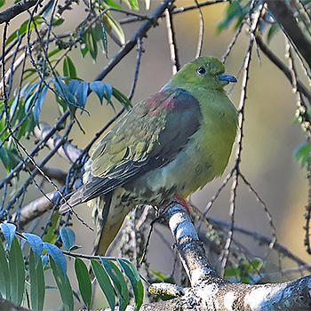 Wedge-tailed Green-pigeon
