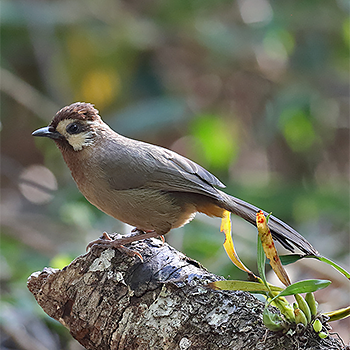 White-browed Laughingthrush