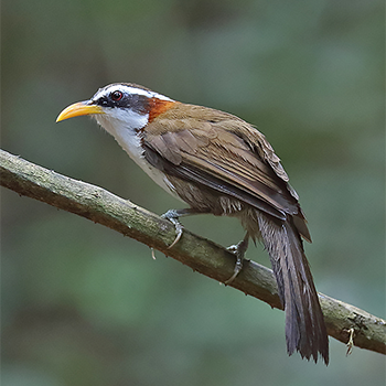 White-browed Scimitar-babbler