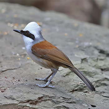 White-crested Laughingthrush