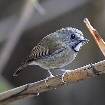 White-gorgeted Flycatcher