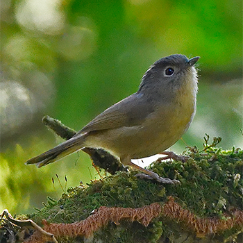 Yunnan Fulvetta