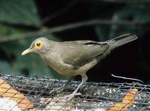 Bare-eyed Thrush