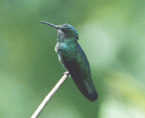 Blue-chinned Sapphire