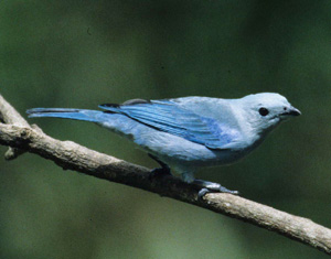 Blue-grey Tanager