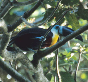 Channel-billed Toucan