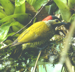 Golden-olive Woodpecker