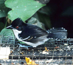 Great Antshrike