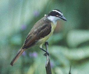 Great Kiskadee