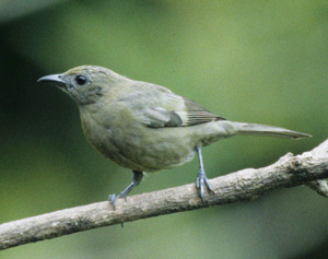 Palm Tanager