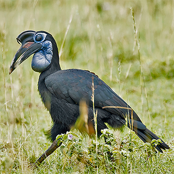 Abyssinian Ground-hornbill