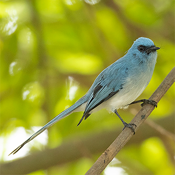 African Blue Flycatcher