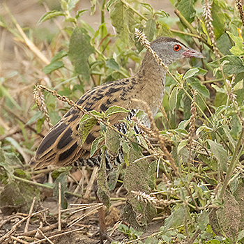 African Crake