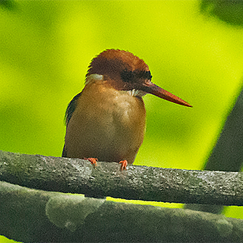 African Dwarf Kingfisher