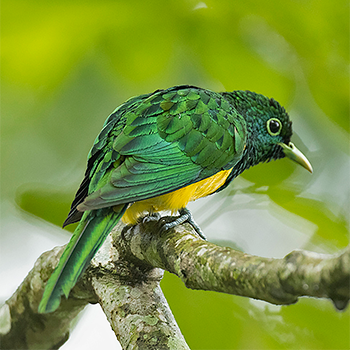 African Emerald Cuckoo