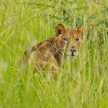 African Lion