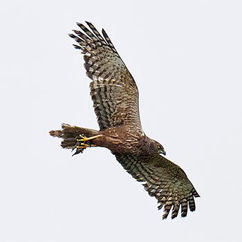 African Marsh-harrier