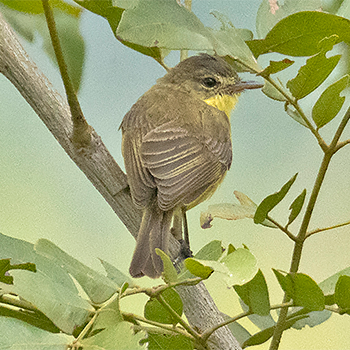 African Yellow-warbler