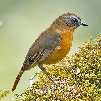 Archer's Robin-chat