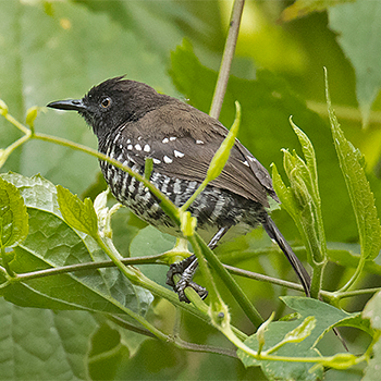 Banded Prinia