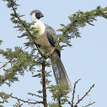 Bare-faced Go-away-bird