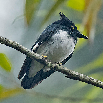 Black-and-white Shrike-flycatcher
