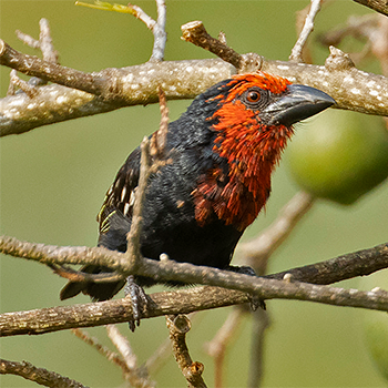 Black-bellied Barbet