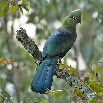Black-bellied Turaco