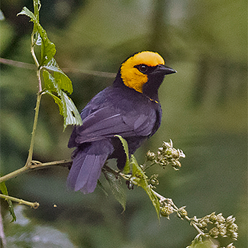 Black-billed Weaver
