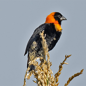 Black Bishop