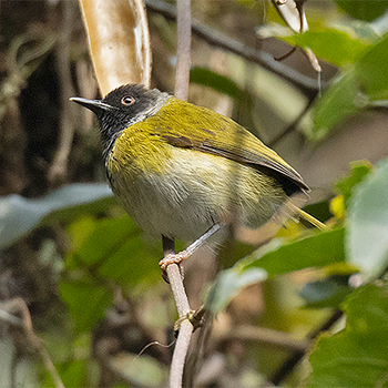 Black-faced Apalis