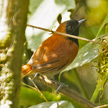 Black-faced Rufous-warbler
