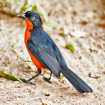 Black-headed Gonolek
