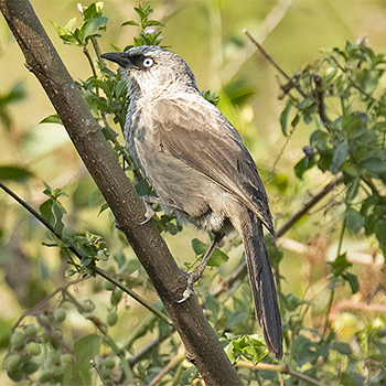 Black-lored Babbler