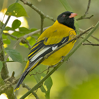 Black-tailed Oriole