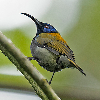 Blue-headed Sunbird