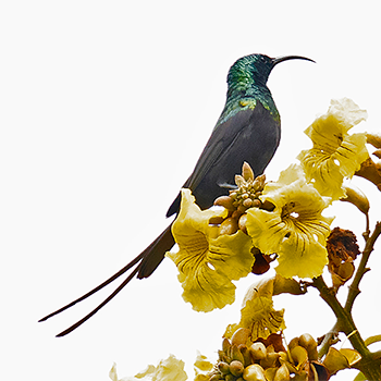 Bronze Sunbird