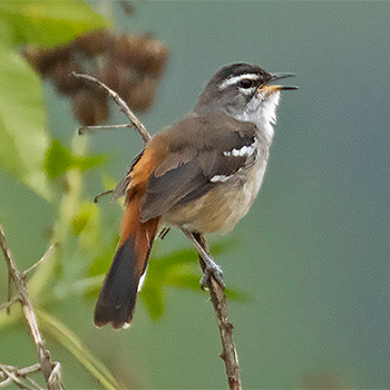 Brown-backed Scrub-robin