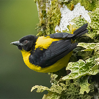 Brown-capped Weaver